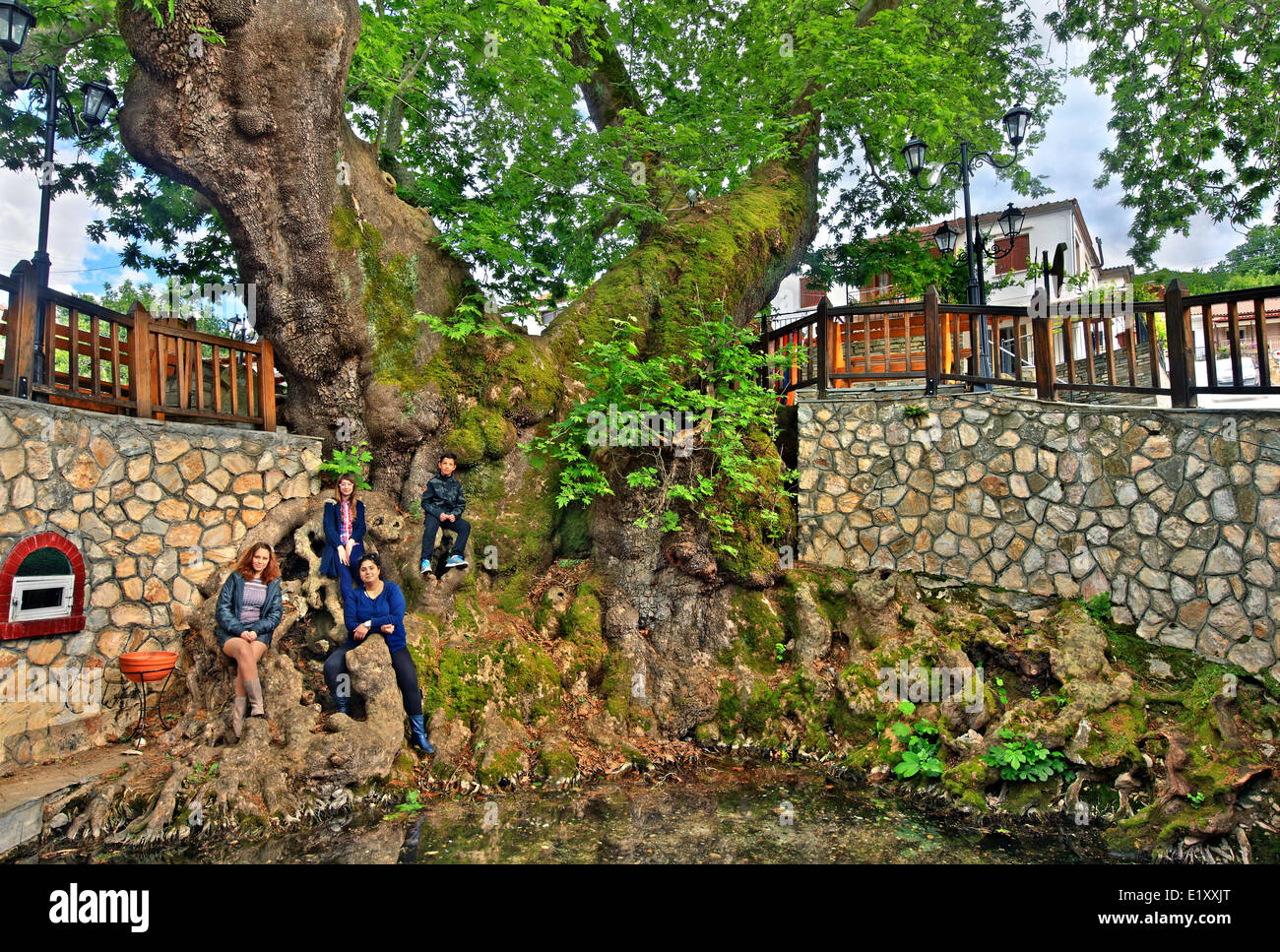 L'énorme platane à Geroplatanos village, municipalité de Polygyros, Halkidiki, Macédoine, Grèce. Banque D'Images