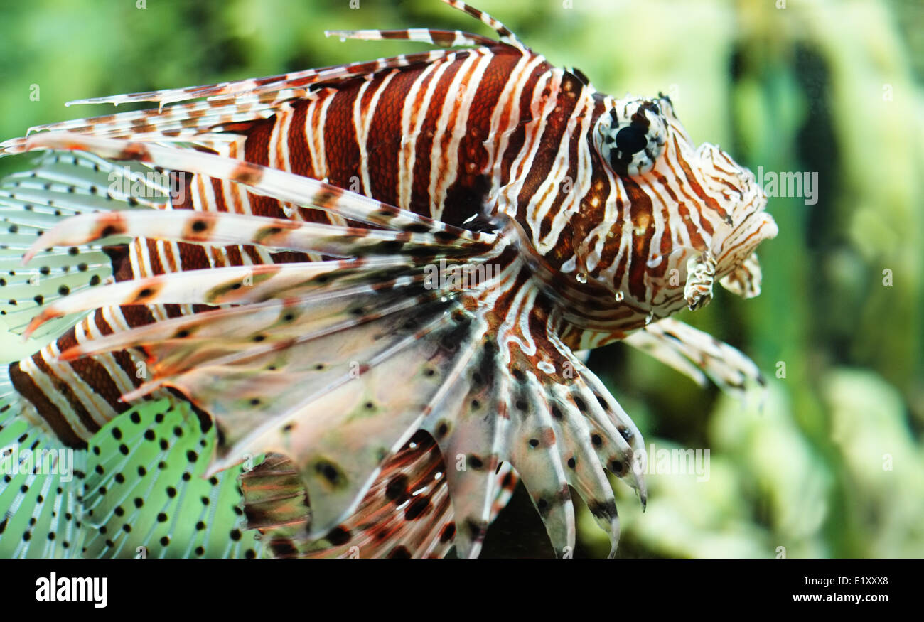 Poissons d’aquarium Banque D'Images