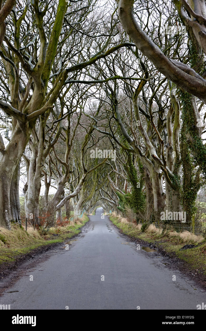 La couverture sombre avenue hêtre en hiver jeu des trônes Kings Road dans le comté d'Antrim en Irlande du Nord Banque D'Images La couverture sombre avenue hêtre en hiver jeu des trônes Kings Road dans le comté d'Antrim en Irlande du Nord Banque D'Images