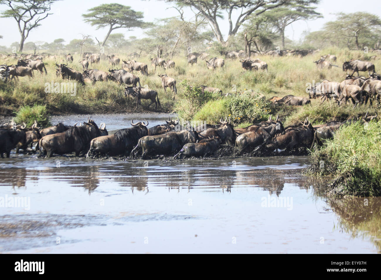 La migration annuelle de plus d'un million de gnous bleu (Connochaetes taurinus) et 200 000 zèbres Banque D'Images