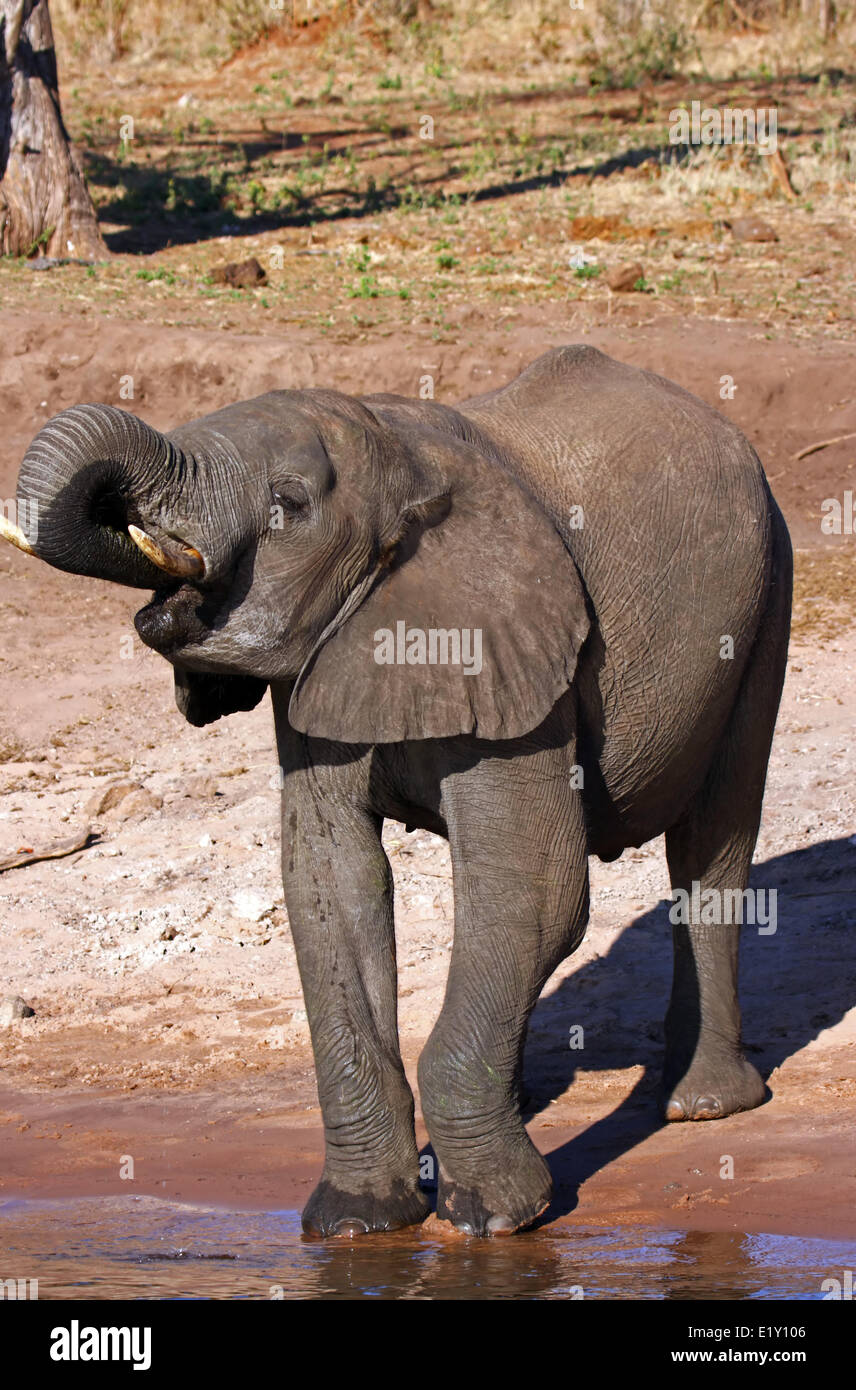 L'éléphant africain, la rivière Chobe, Botsuana Banque D'Images