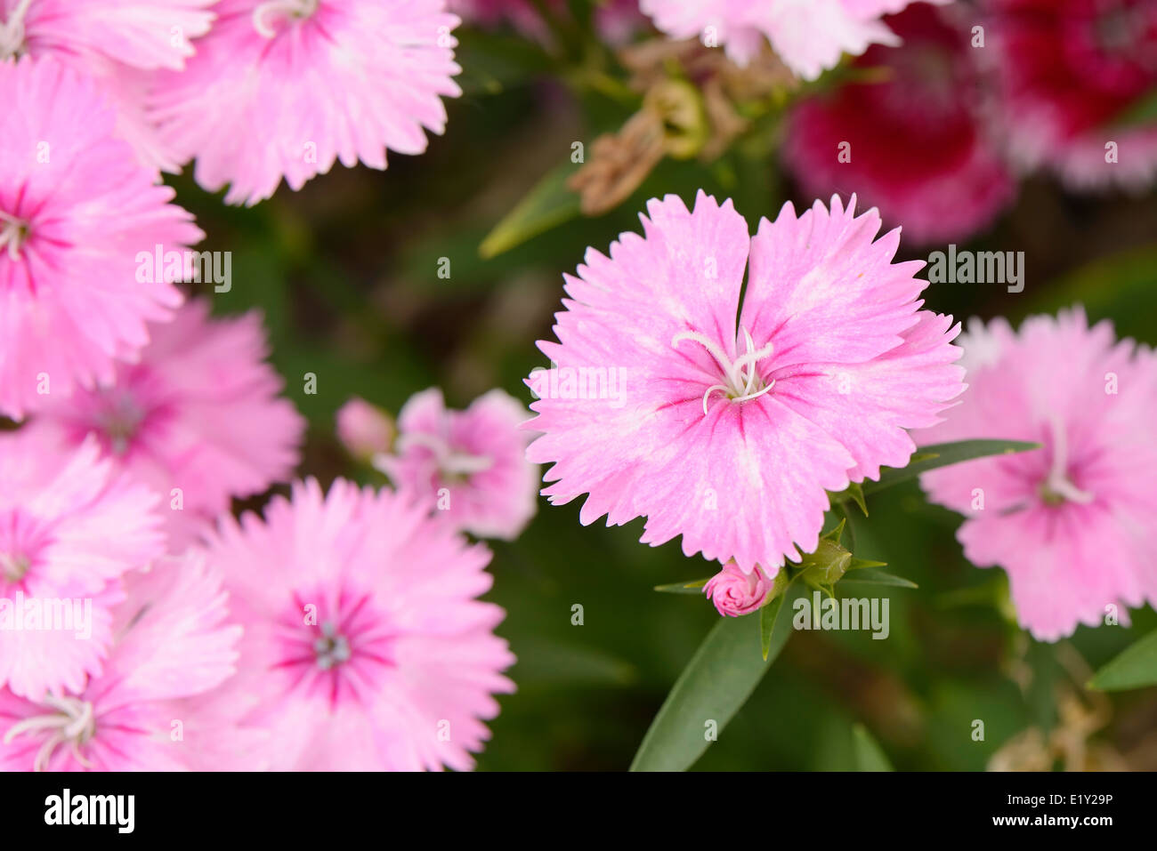 Gros plan du Dianthus barbatus rose fleurs dans un jardin Banque D'Images