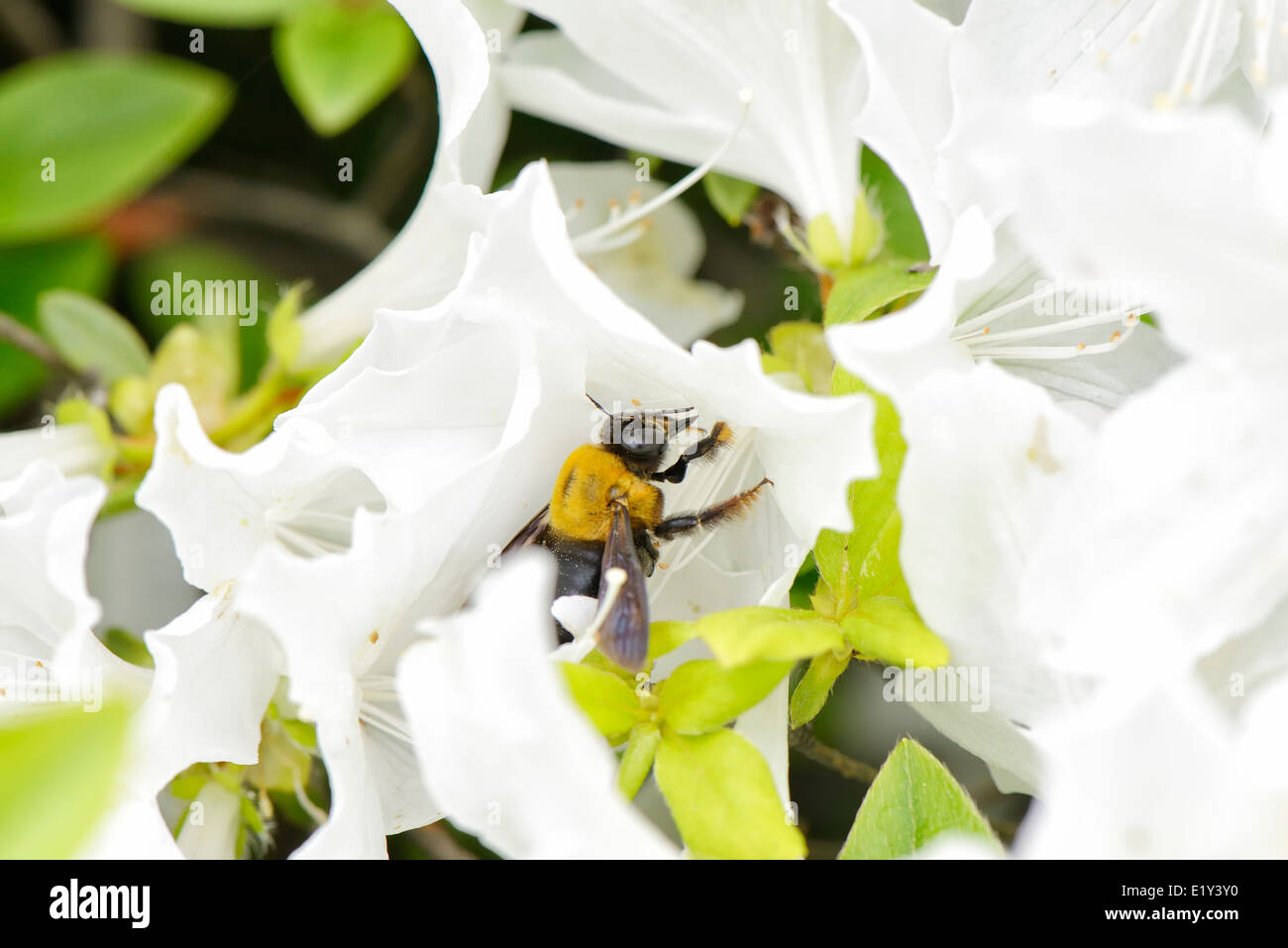 Libre d'une abeille sur une fleur blanche azalea Banque D'Images Libre d'une abeille sur une fleur blanche azalea Banque D'Images