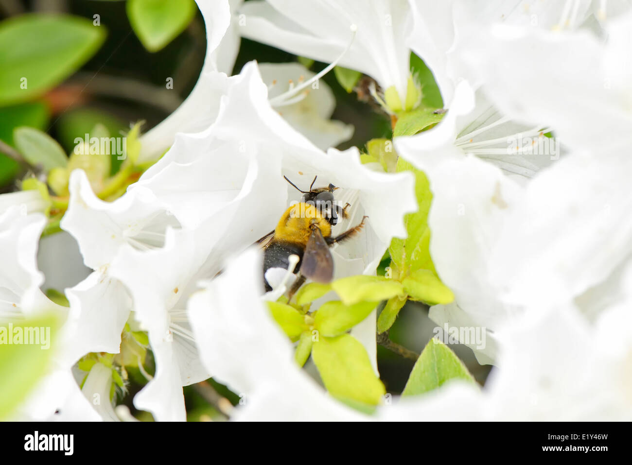 Libre d'une abeille sur une fleur blanche azalea Banque D'Images Libre d'une abeille sur une fleur blanche azalea Banque D'Images