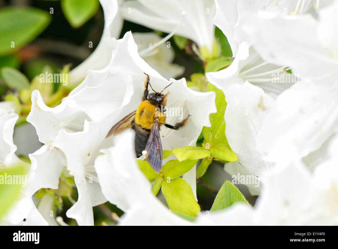 Libre d'une abeille sur une fleur blanche azalea Banque D'Images Libre d'une abeille sur une fleur blanche azalea Banque D'Images
