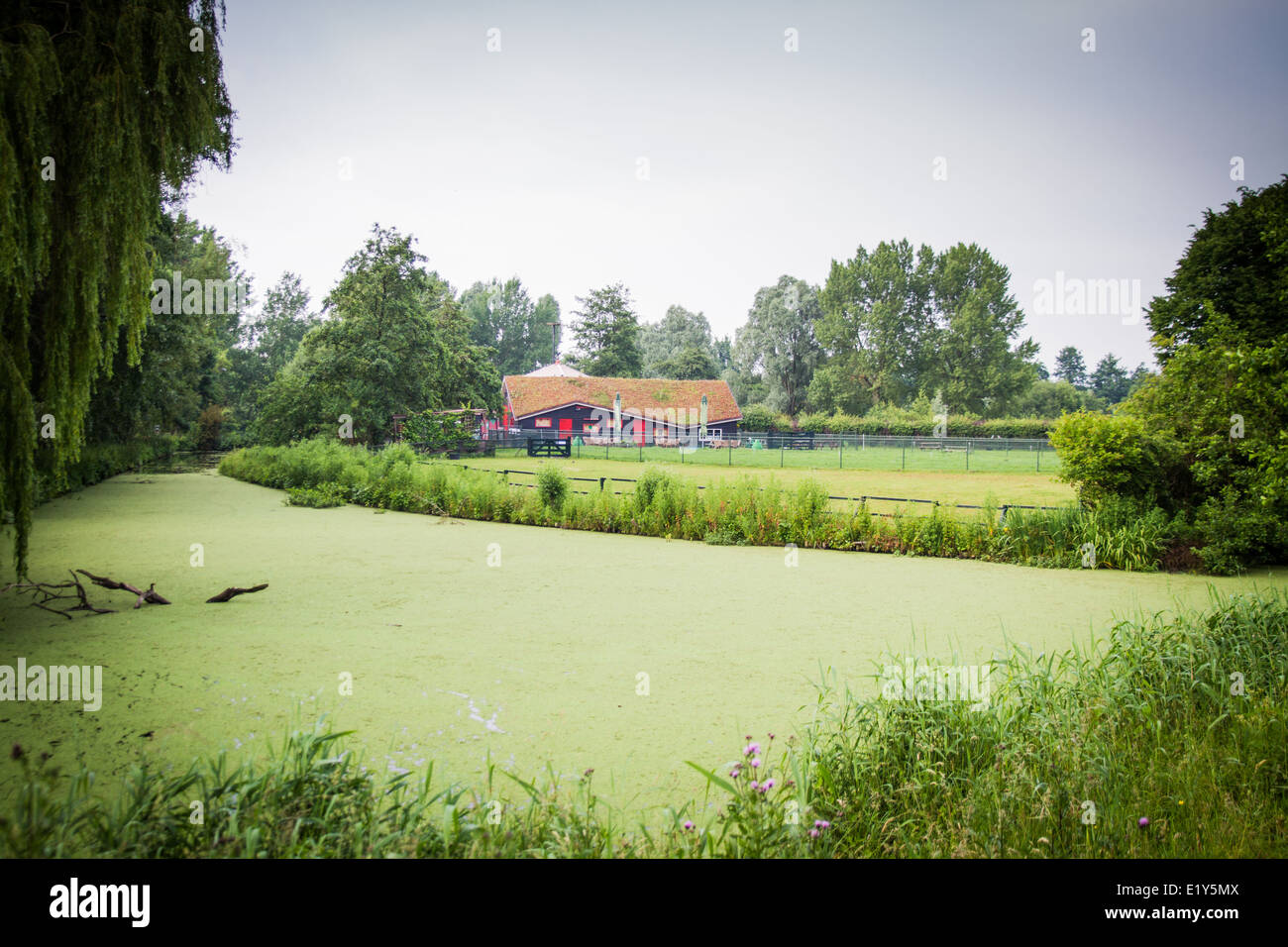 Ferme avec greenroof dans un parc à Amsterdam Banque D'Images