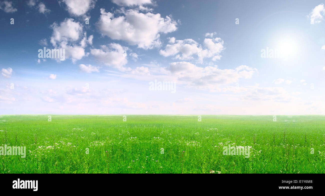 Paysage d'été : un large domaine et ciel bleu Banque D'Images