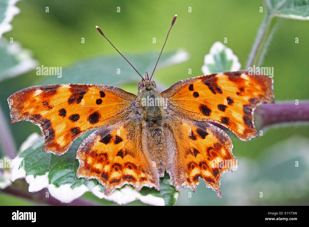 Comma butterfly, de la faune Banque D'Images