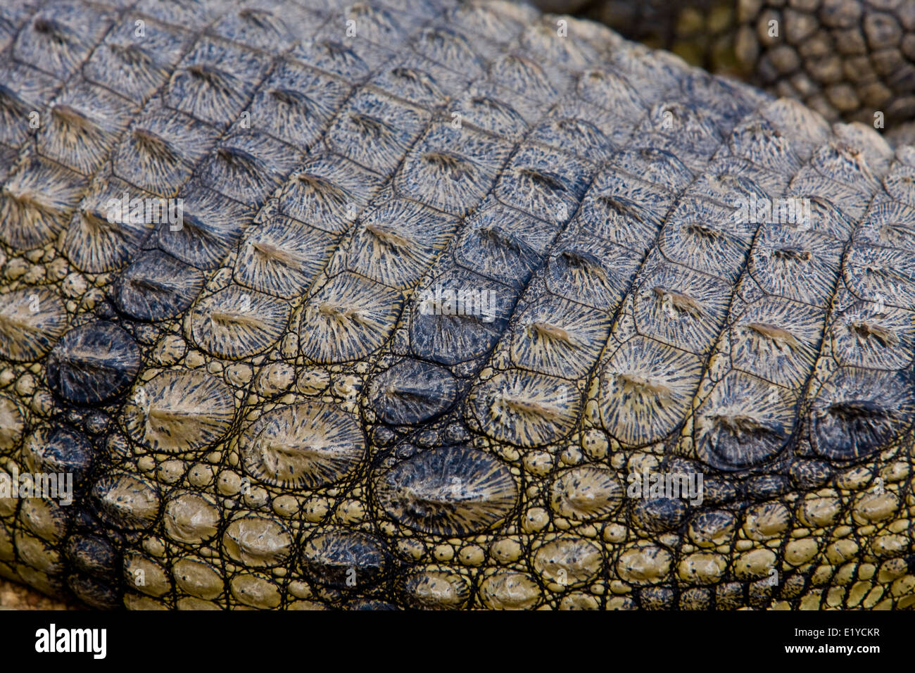 Peau d'un crocodile du Nil (Crocodylus niloticus) Banque D'Images