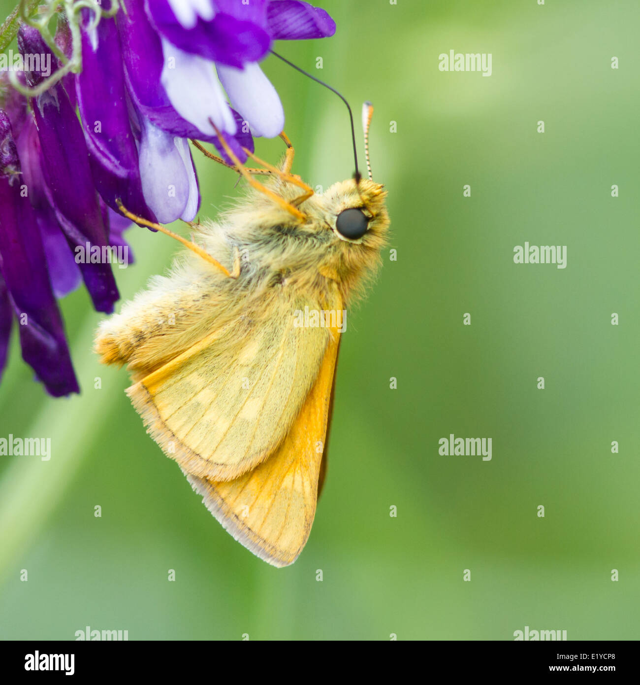 Grand skipper butterfly (ochlodes sylvanus) sur une fleur pourpre Banque D'Images