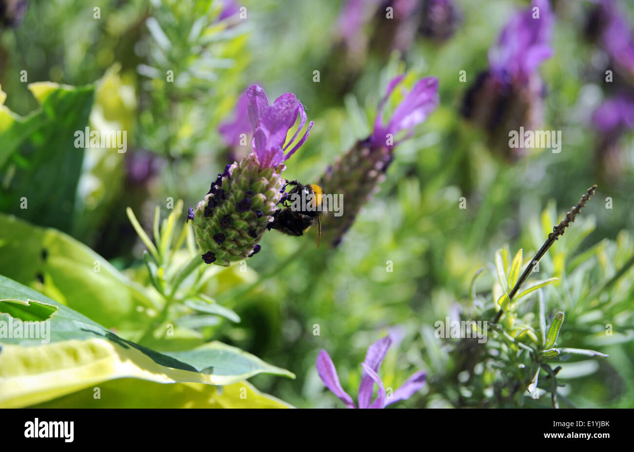 Bourdon sur une fleur de lavande plante Brighton UK Banque D'Images