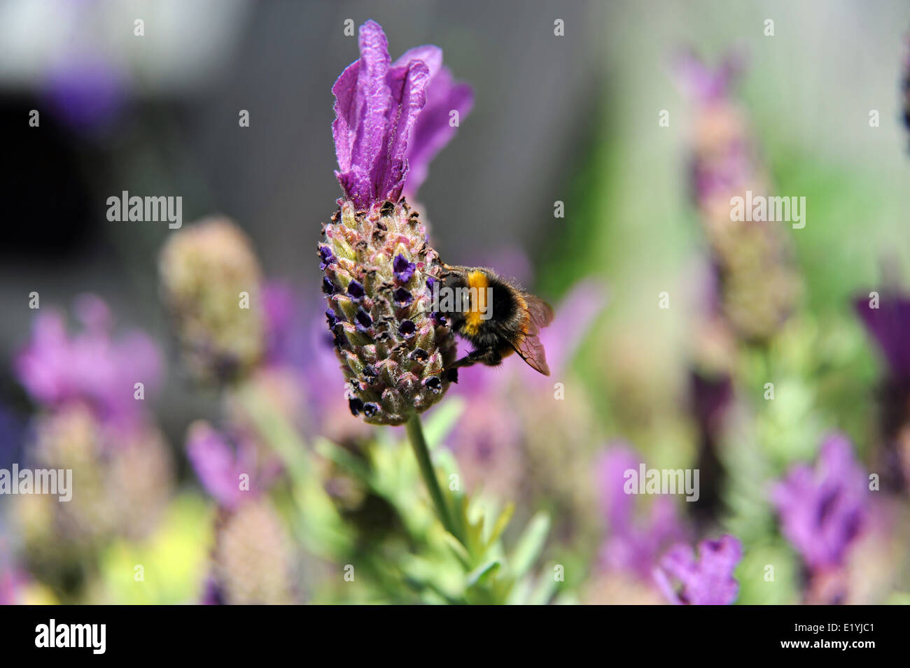 Bourdon sur une fleur de lavande plante Brighton UK Banque D'Images