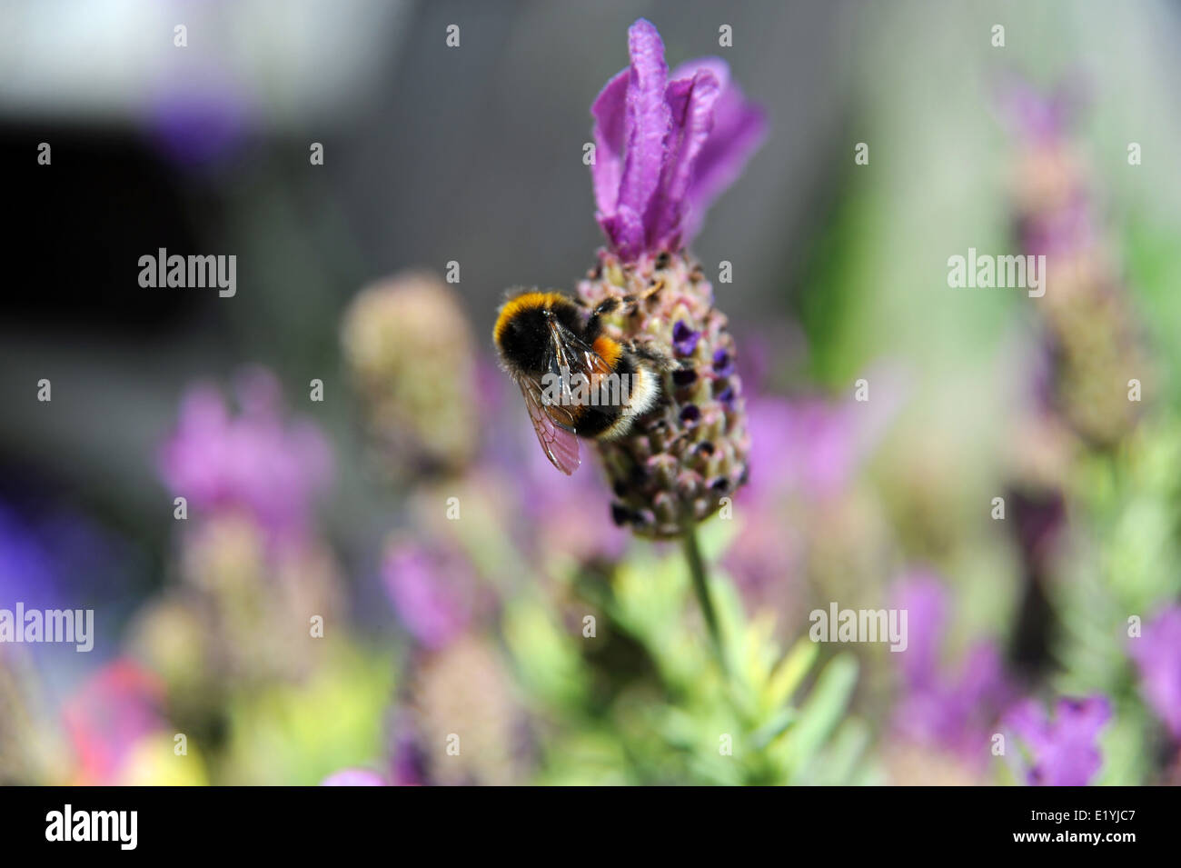 Bourdon sur une fleur de lavande plante Brighton UK Banque D'Images