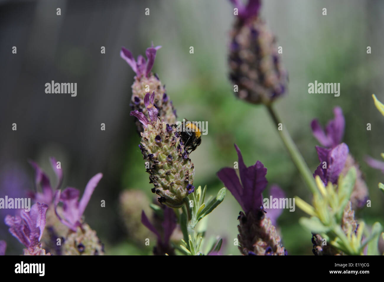 Bourdon sur une fleur de lavande plante Brighton UK Banque D'Images