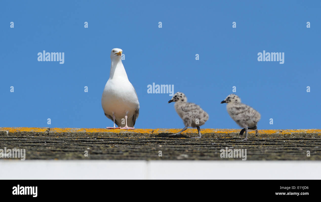 Deux oisillons Goélands prendre des mesures provisoires sous le regard attentif de leurs parents à travers le toit d'une maison à Brighton Larus argentatus Banque D'Images