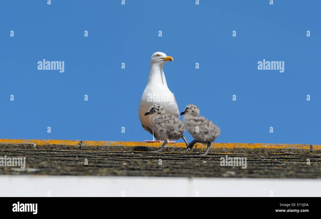 Deux Herring Gull Larus argentatus chicks prendre des mesures provisoires sous le regard attentif de leurs parents à travers le toit d'une maison à Brighton Banque D'Images