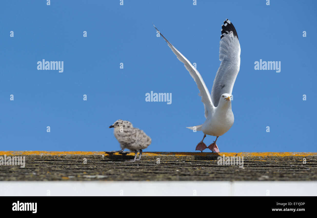 Deux oisillons Goélands prendre des mesures provisoires sous le regard attentif de leurs parents à travers le toit d'une maison à Brighton Banque D'Images