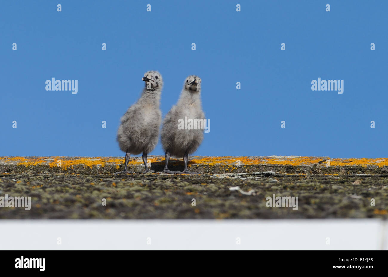 Deux oisillons Goélands prendre des mesures provisoires sous le regard attentif de leurs parents à travers le toit d'une maison à Brighton Banque D'Images