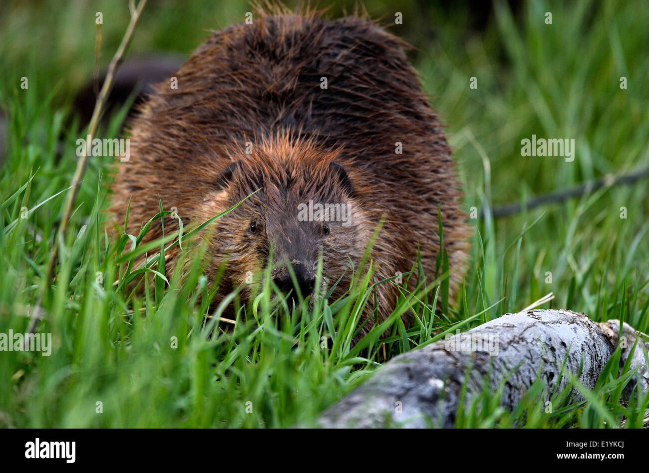 Un grand beaver peeking through l'herbe verte Banque D'Images