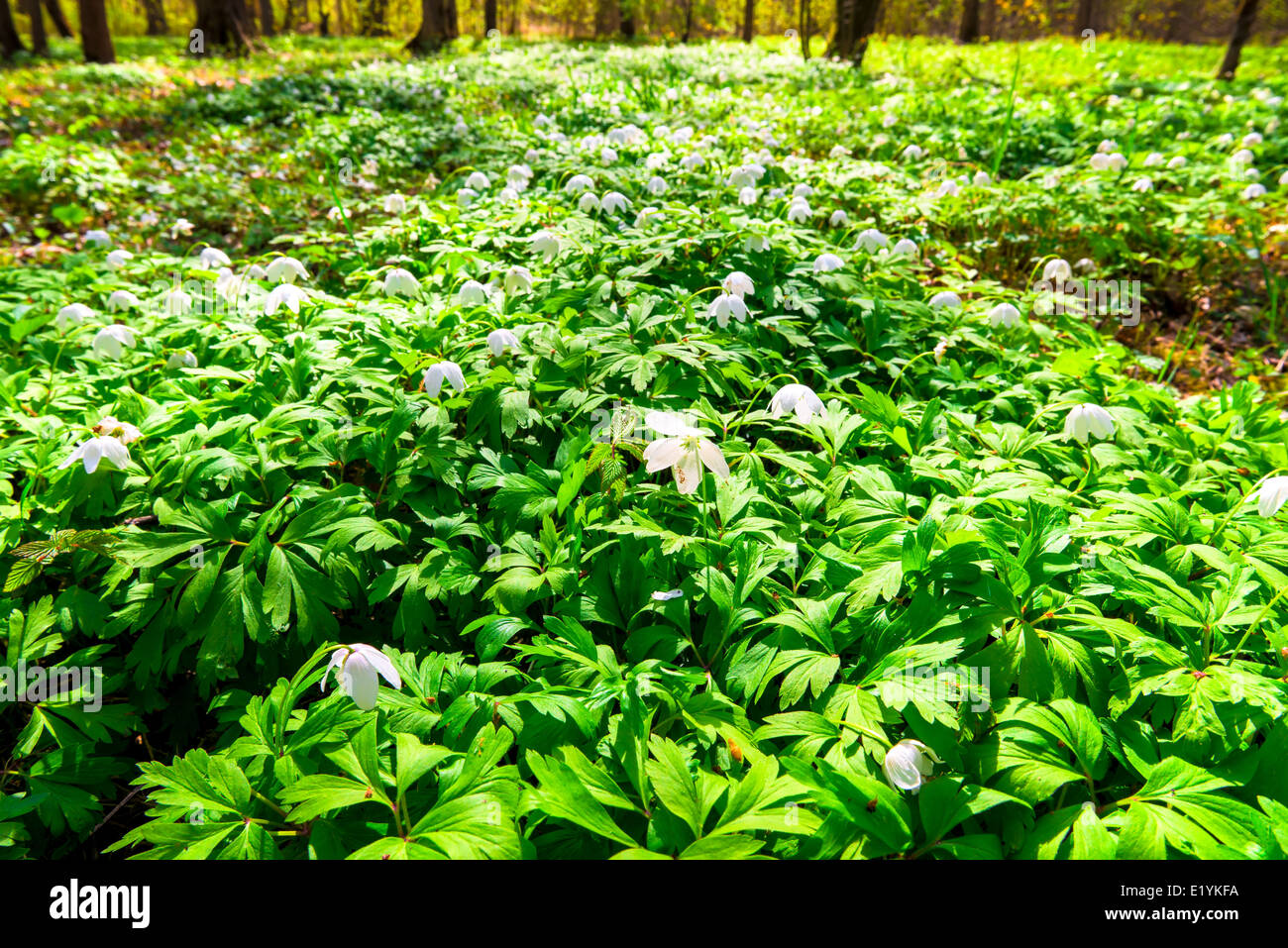 Perce-neige blanc avec glade spring Banque D'Images