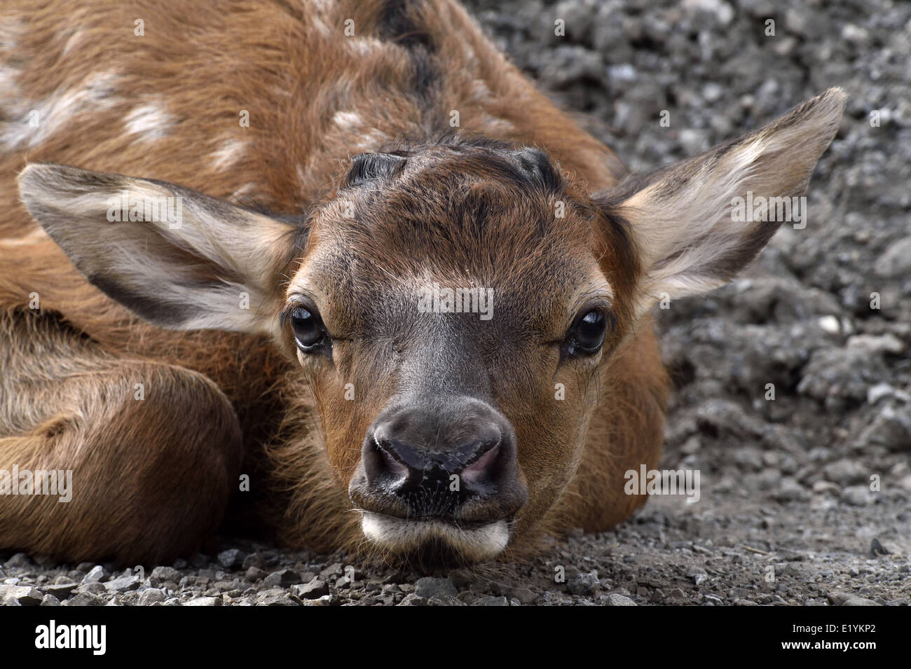 Un gros plan de droit d'un nouveau-né bébé wapiti fixant en position basse Banque D'Images