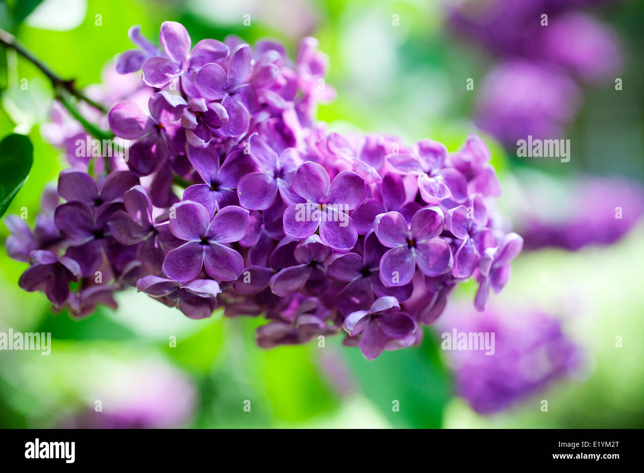 Close up of lilac tree Banque D'Images