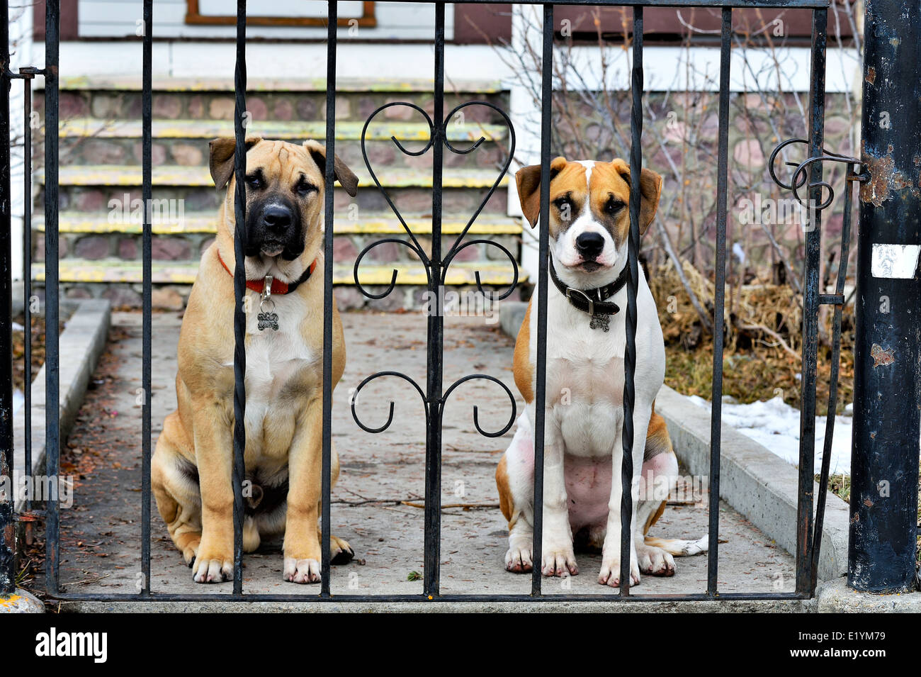 Deux chiens assis qui gardaient la porte de la maison où ils vivent. Banque D'Images