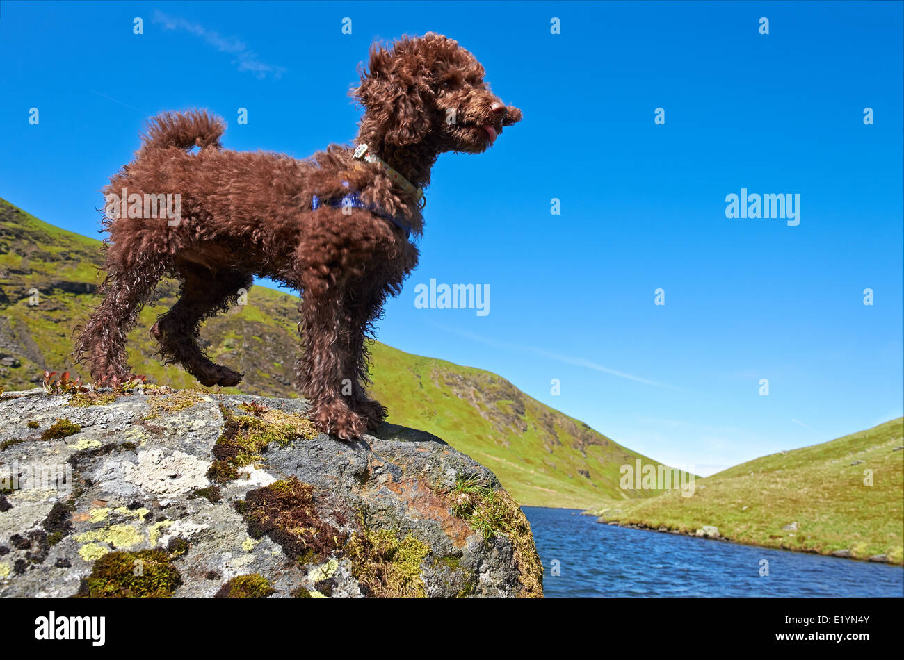 Un caniche miniature debout à côté d'un tarn dans le Lake District, UK. Banque D'Images