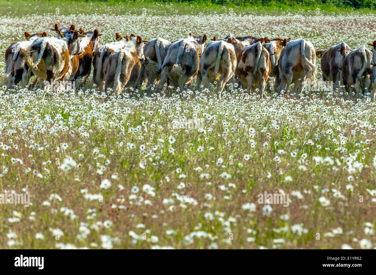 Troupeau de jeunes Anglais Longhorn bulls paissant dans un champ de marguerites. Banque D'Images