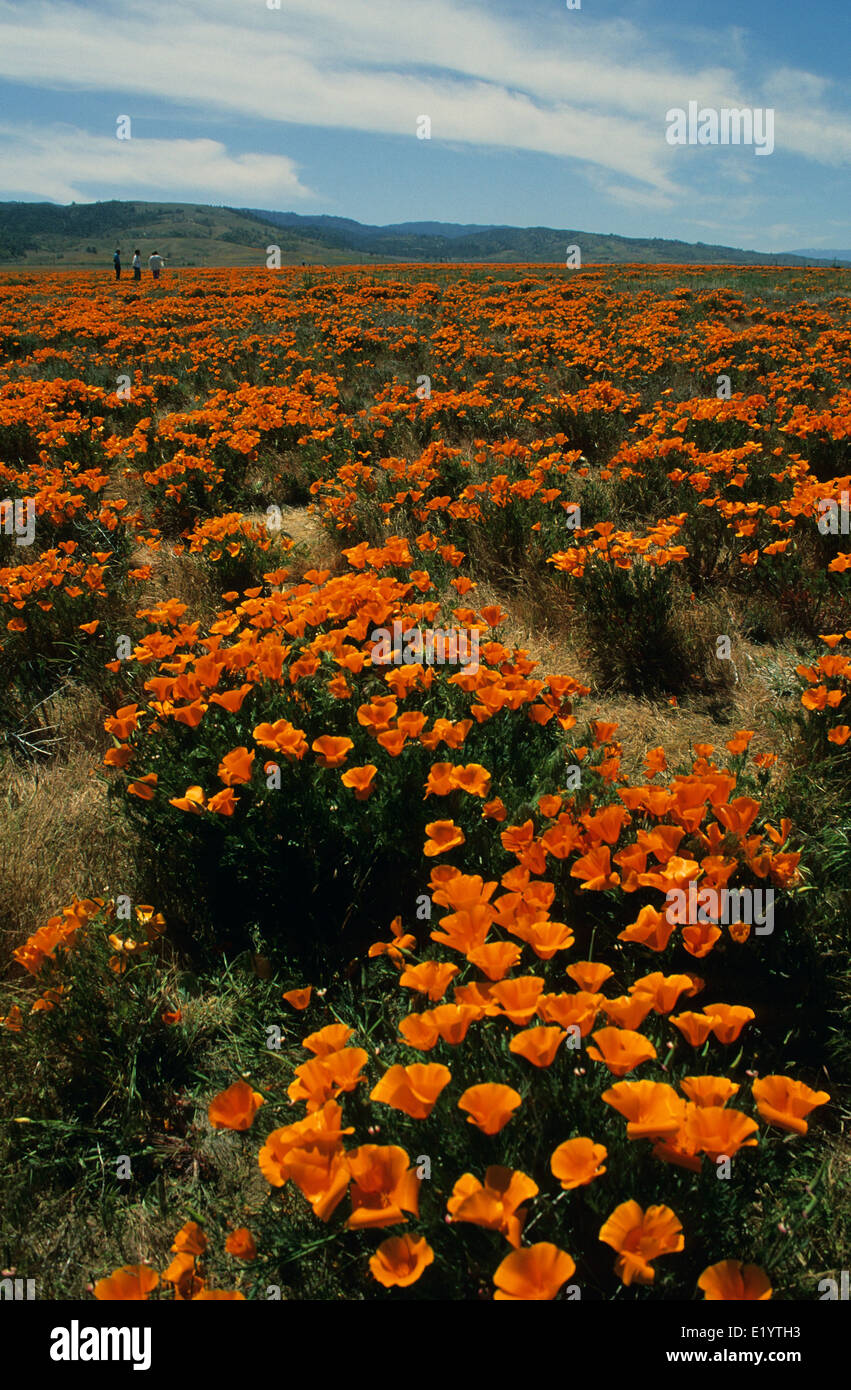 Elk248-3032v Californie, Antelope Valley California Poppy Préserver, coquelicots de Californie Banque D'Images
