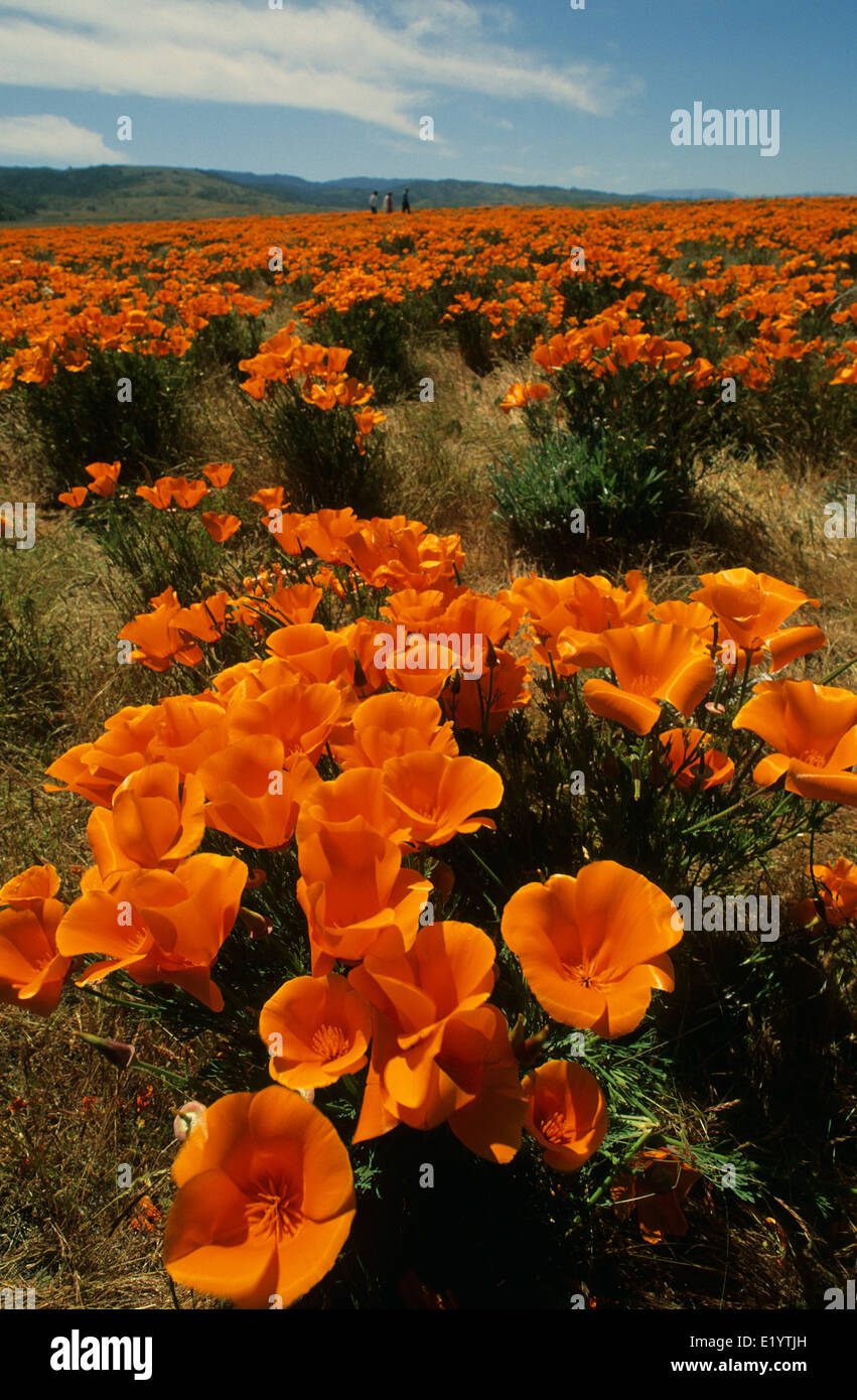 Elk248-3038v Californie, Antelope Valley California Poppy Préserver, coquelicots de Californie Banque D'Images