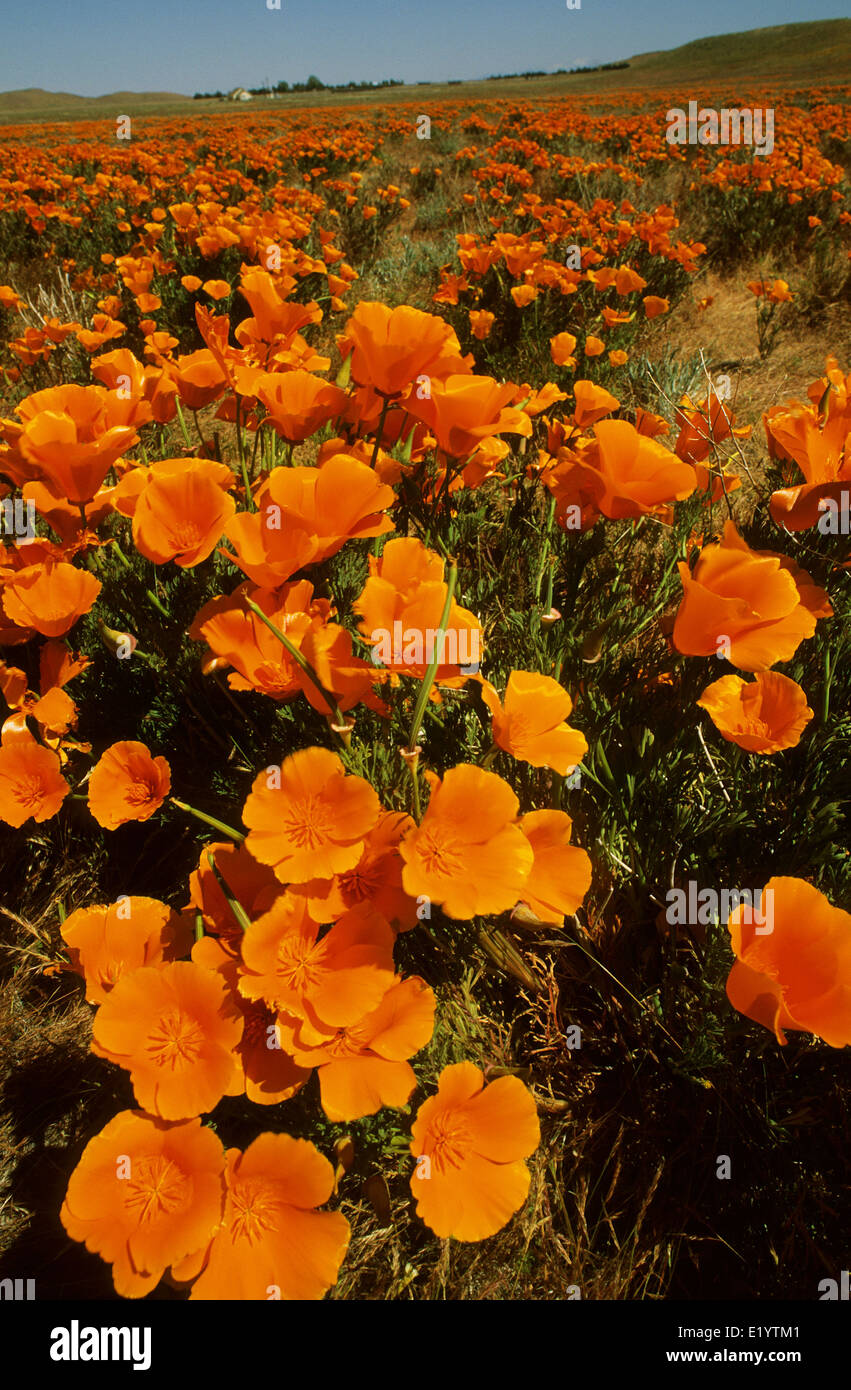 Elk248-3050v Californie, Antelope Valley California Poppy Préserver, coquelicots de Californie Banque D'Images