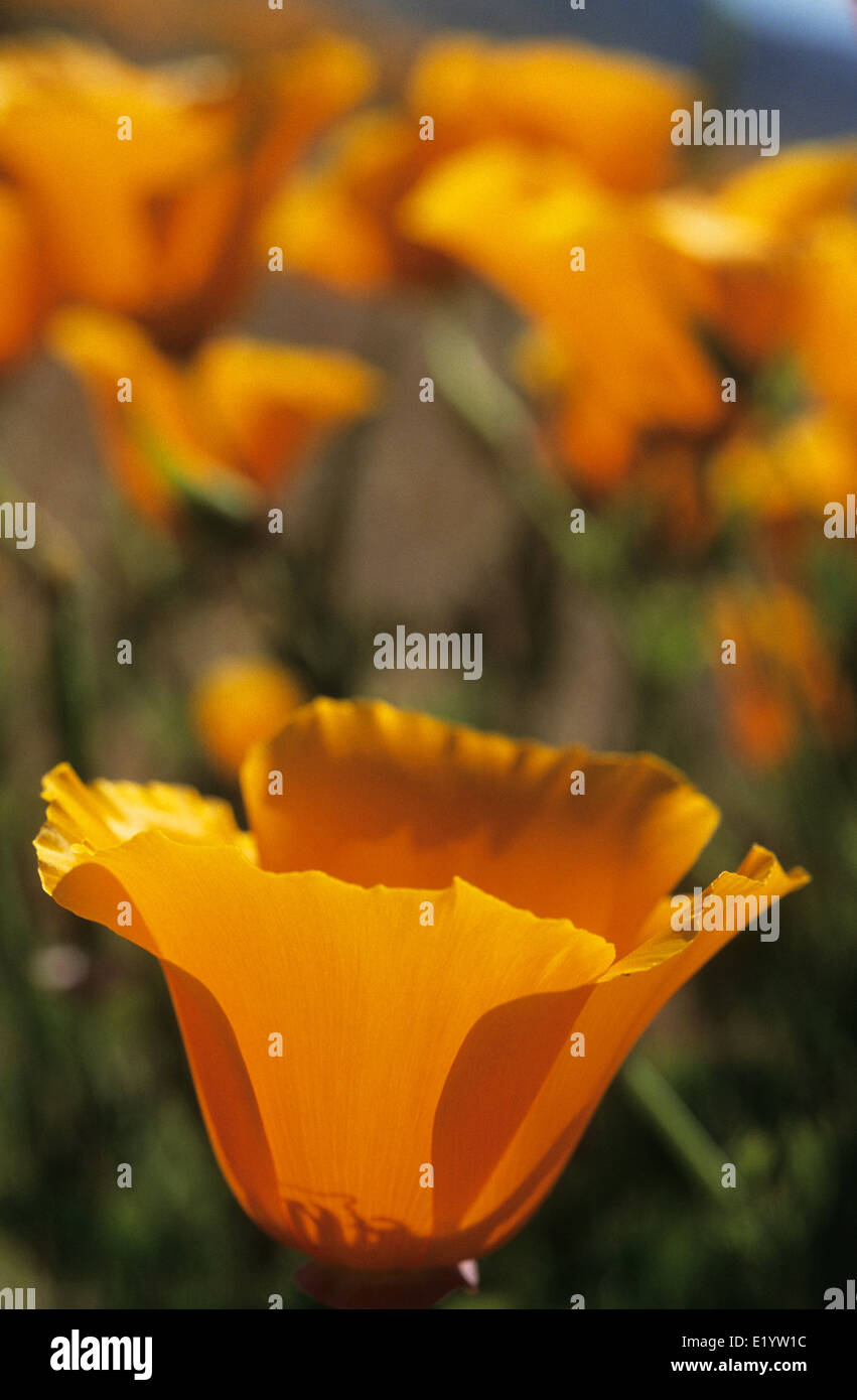 Elk248-3092v Californie, Antelope Valley California Poppy Préserver, coquelicots de Californie Banque D'Images