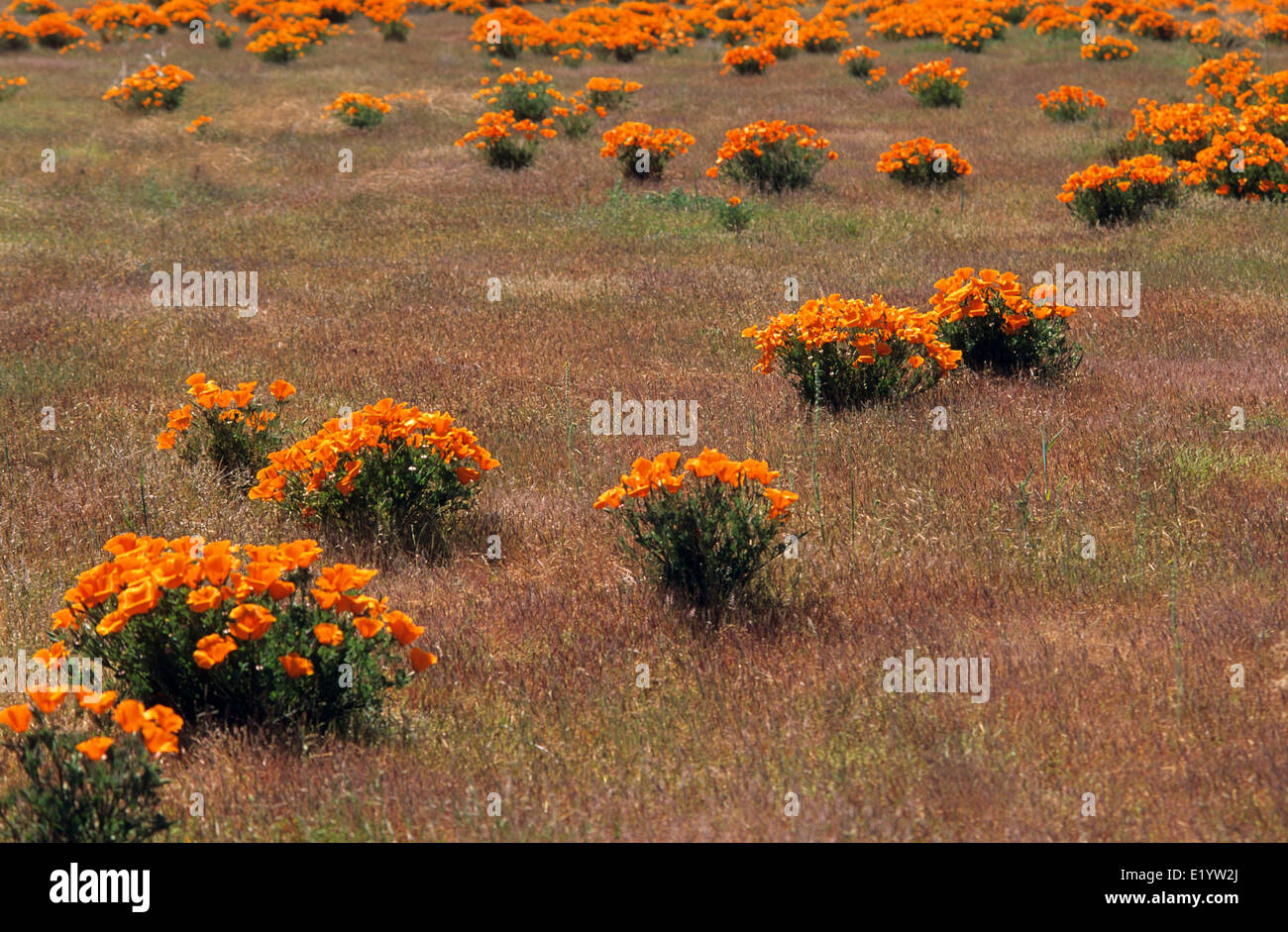 Elk248-3071 Californie, Antelope Valley California Poppy Préserver, coquelicots de Californie Banque D'Images
