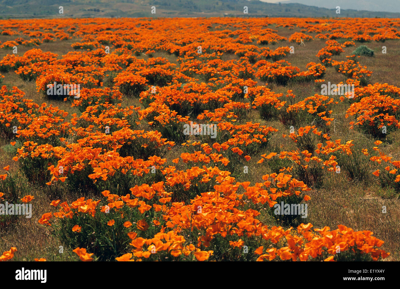 Elk248-3053 Californie, Antelope Valley California Poppy Préserver, coquelicots de Californie Banque D'Images