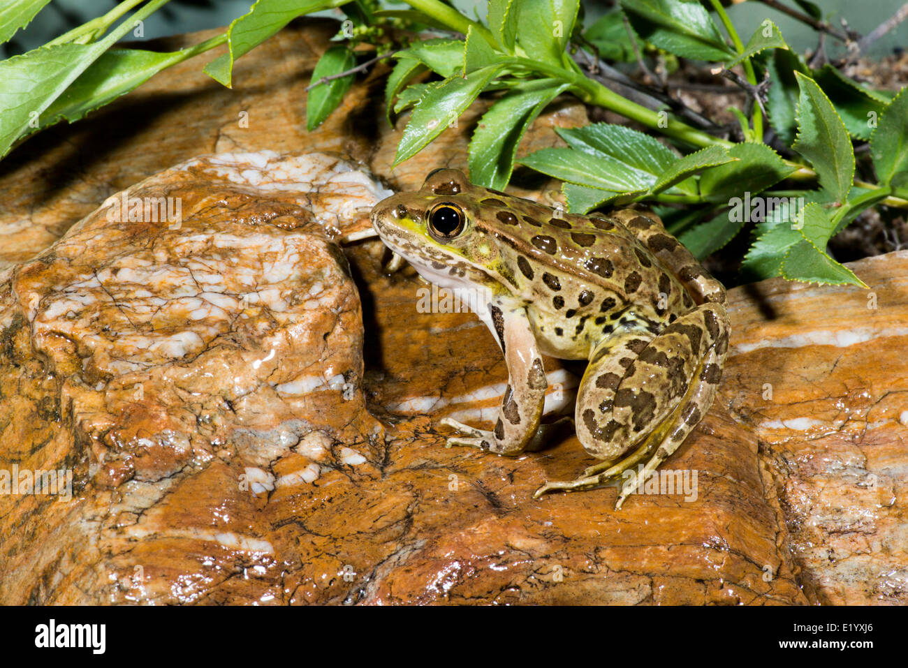 La grenouille léopard de plaine Lithobates yavapaiensis Catalina, comté de Pima, Arizona, United States 9 juin des profils des Ranidés Banque D'Images