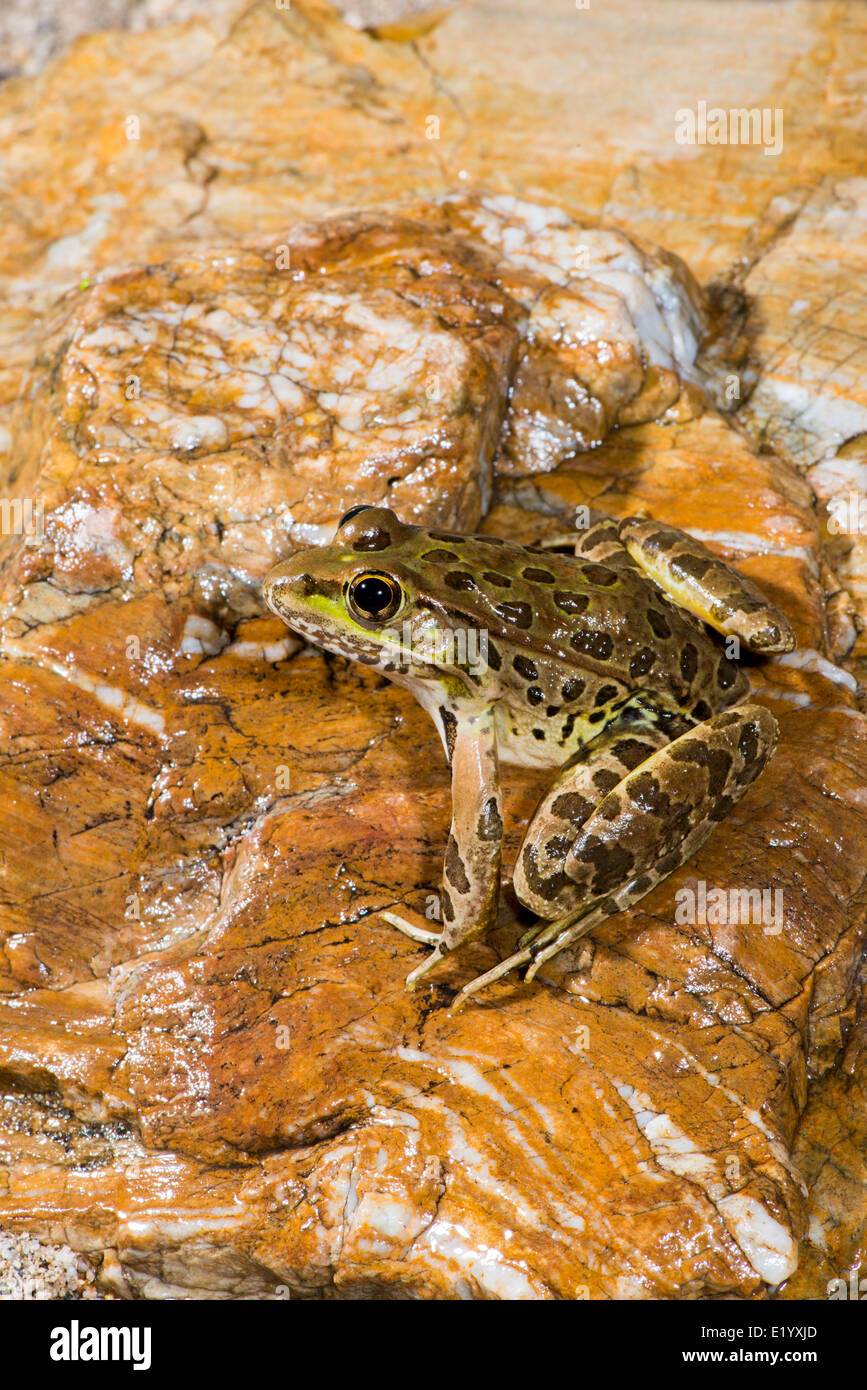 La grenouille léopard de plaine Lithobates yavapaiensis Catalina, comté de Pima, Arizona, United States 9 juin des profils des Ranidés Banque D'Images