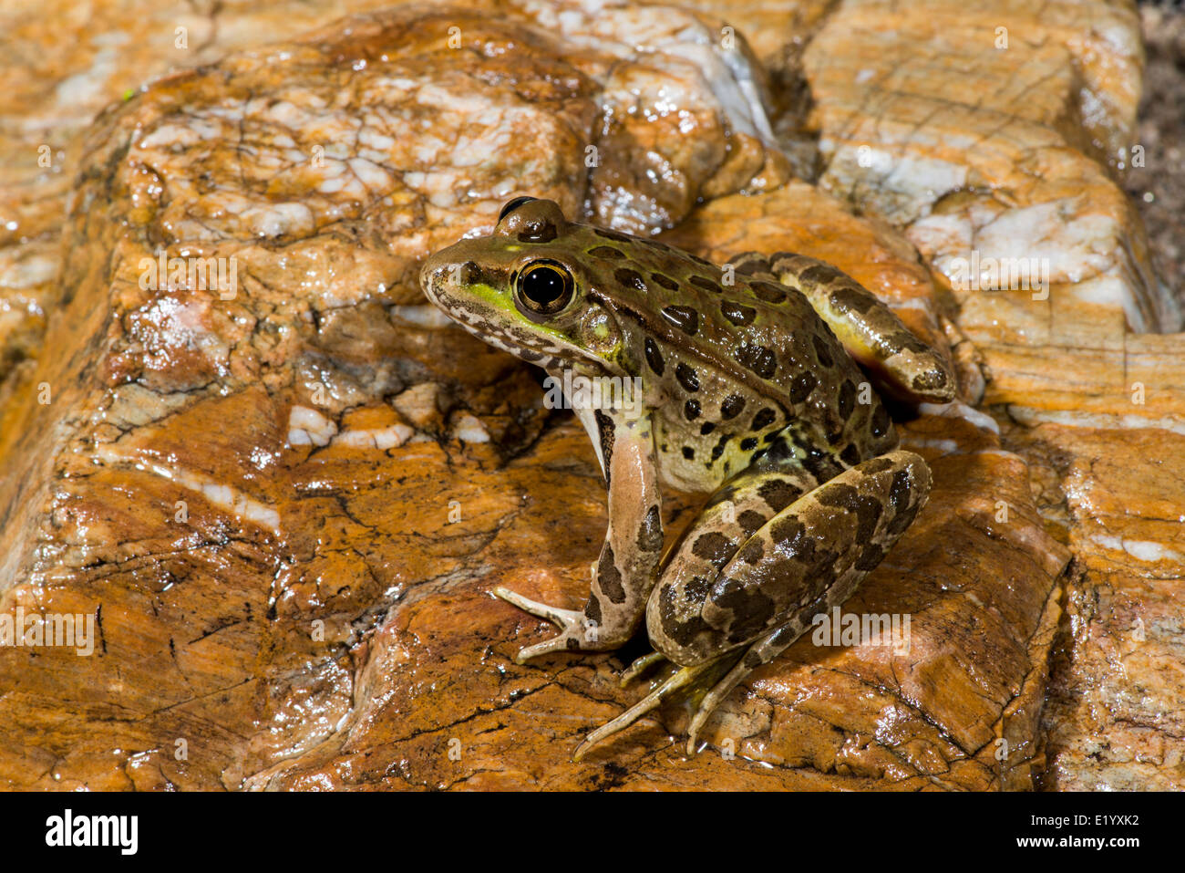 La grenouille léopard de plaine Lithobates yavapaiensis Catalina, comté de Pima, Arizona, United States 9 juin des profils des Ranidés Banque D'Images