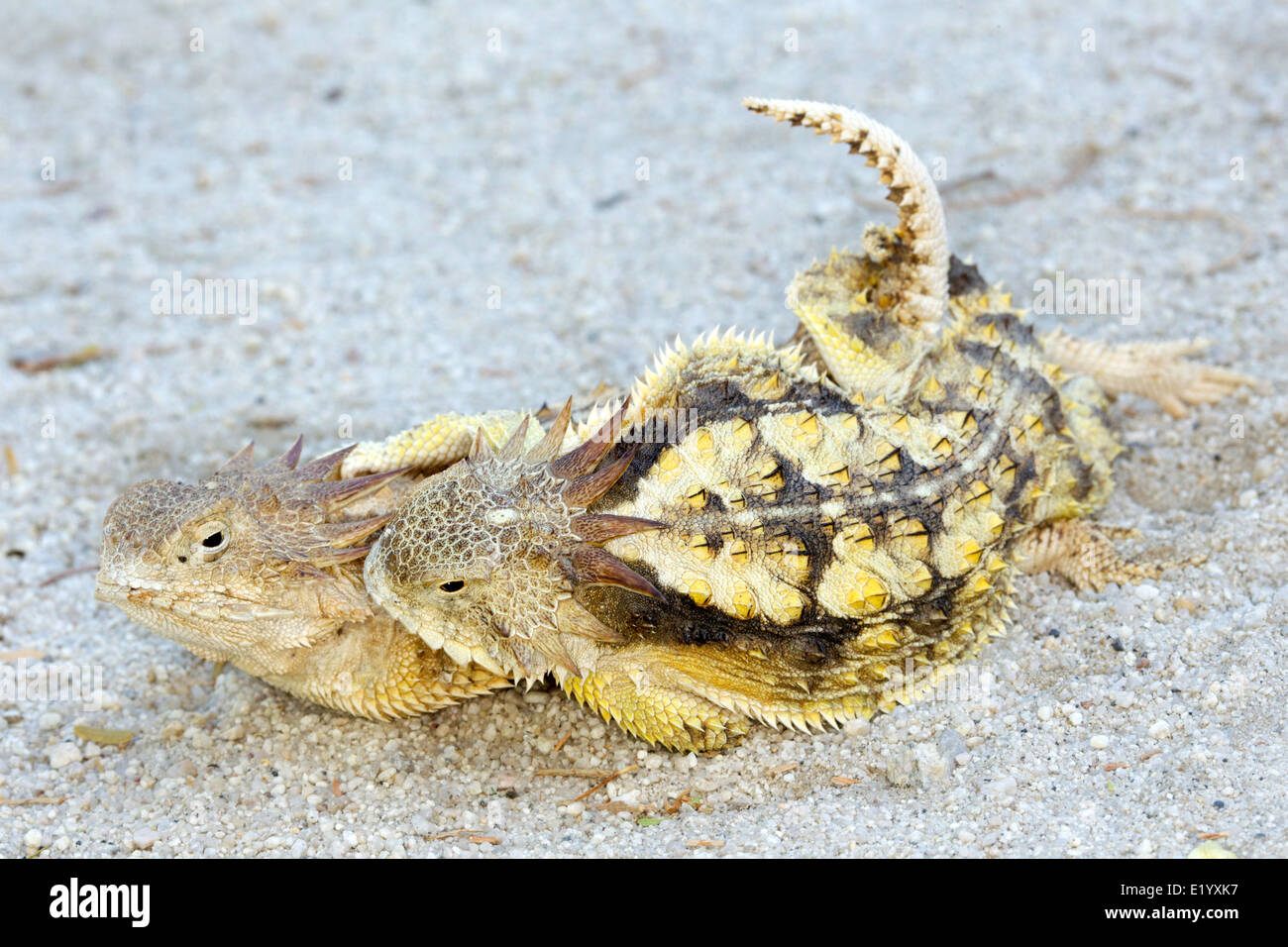 Regal Phrynosoma solare Tucson, Arizona, United States 11 juin Adultes L'accouplement. Ordre : Squamata Famille : Iguanidae Banque D'Images