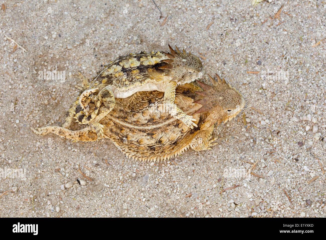 Regal Phrynosoma solare Tucson, Arizona, United States 11 juin Adultes L'accouplement. Ordre : Squamata Famille : Iguanidae Banque D'Images