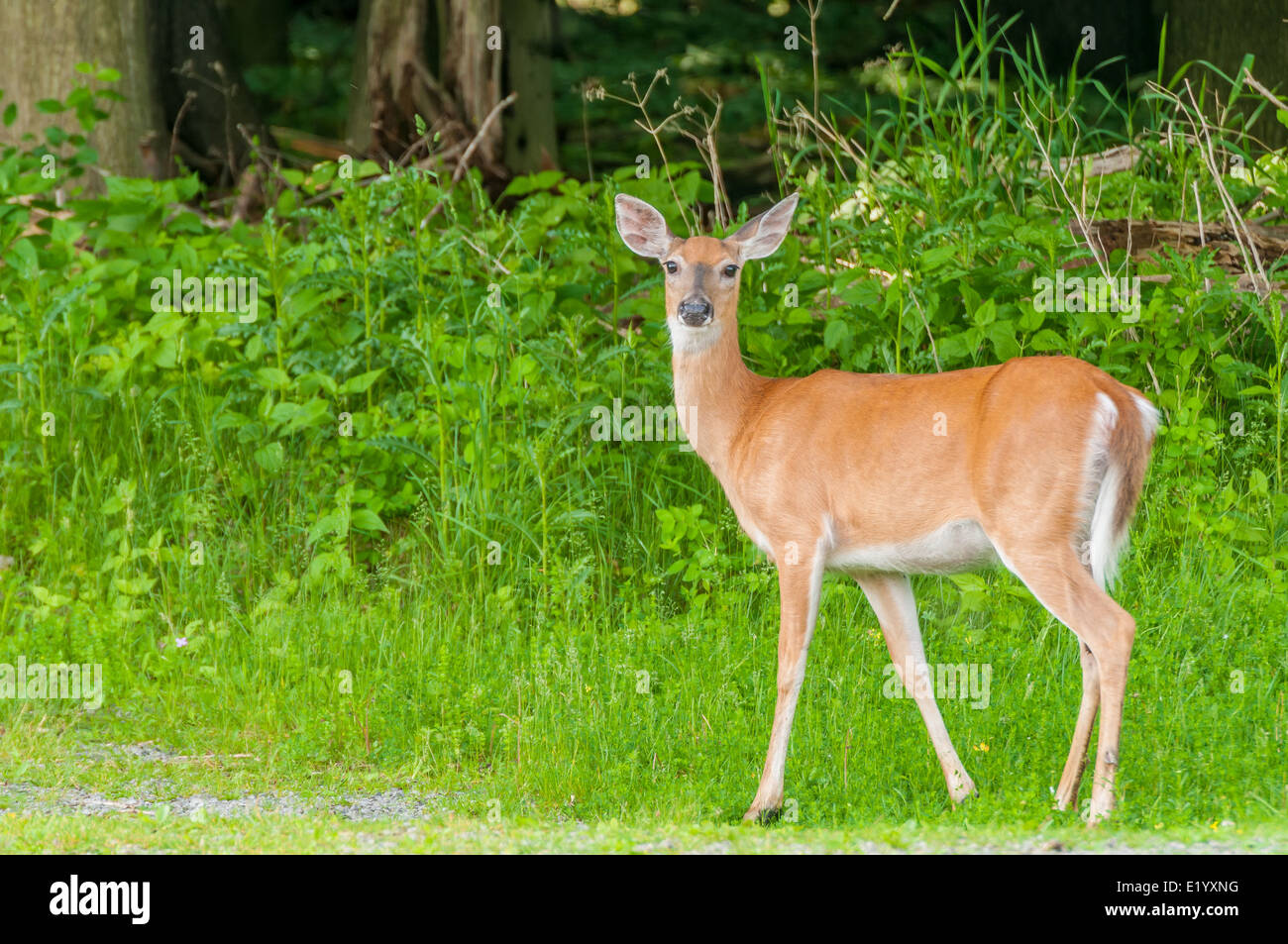 Une biche cerf debout à la lisière du bois Photo Stock Alamy