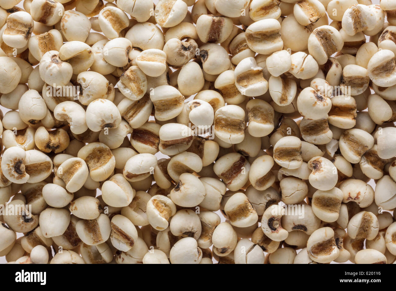 Libre de jobstears comme arrière-plan, coixseed,orge perlé. Banque D'Images