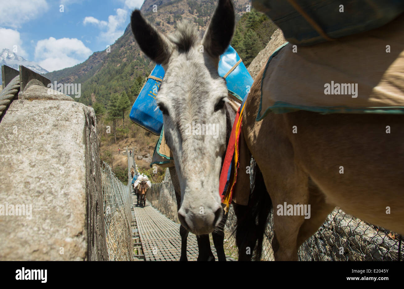 Lukla au Népal à pied à travers la caravane de l'âne à l'extérieur du pont suspendu près de Solukhumbu Mt Everest Banque D'Images