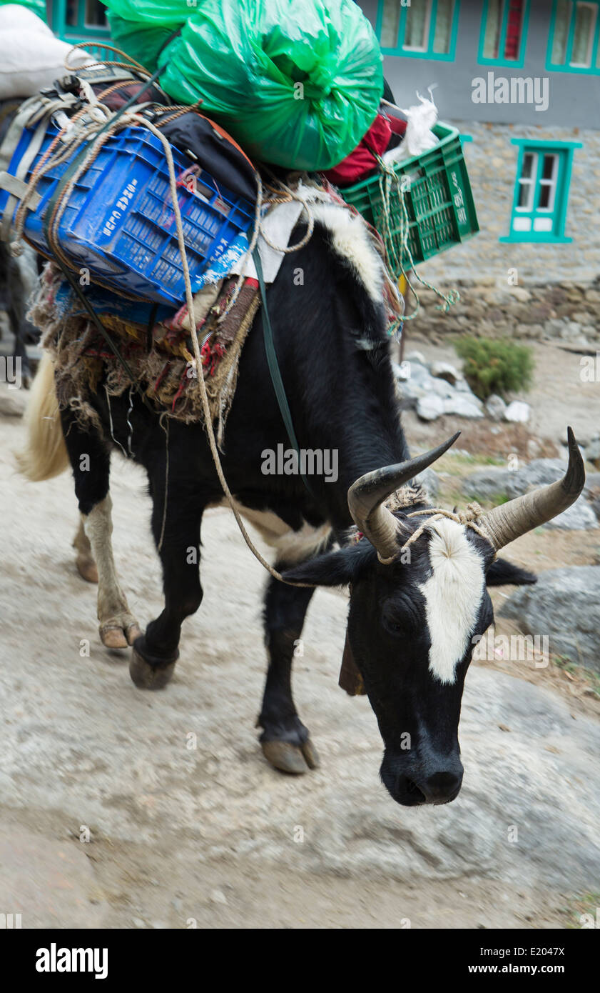 Le Népal Himalaya Dzo yaks être parqués à travers le village de Bengkar yak vache Solukhumbu Everest Mt à distance Banque D'Images