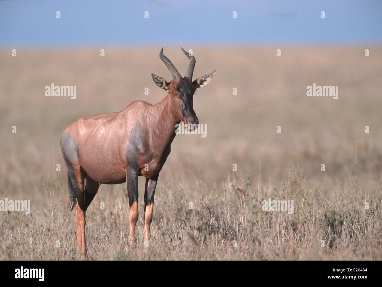 Topi debout dans la prairie ouverte (Damaliscus korrigum), Serengeti, Tanzanie Banque D'Images