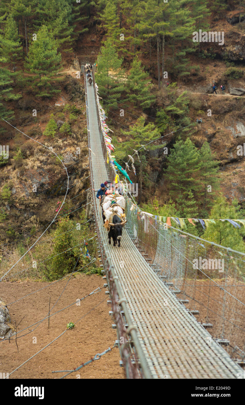 Le Népal Himalaya Dzo yaks marchant sur un pont suspendu à Larjha Doban Solukhumbu vache à distance le Mt Everest yak Banque D'Images