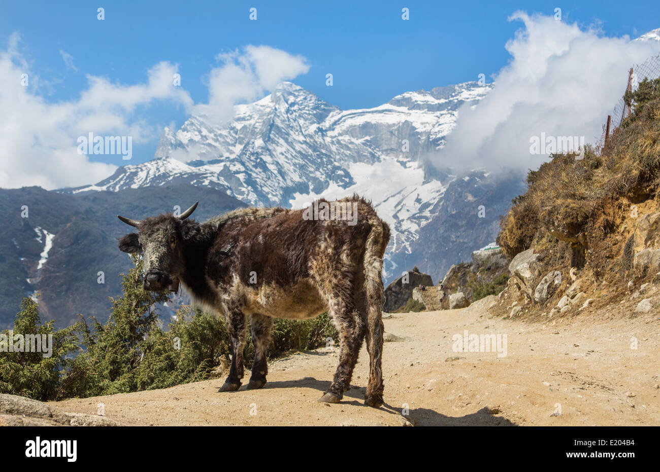 Le Népal Dzo yak debout avec montagnes en arrière-plan en dehors de Namche Bazarre Mt Everest à distance Banque D'Images