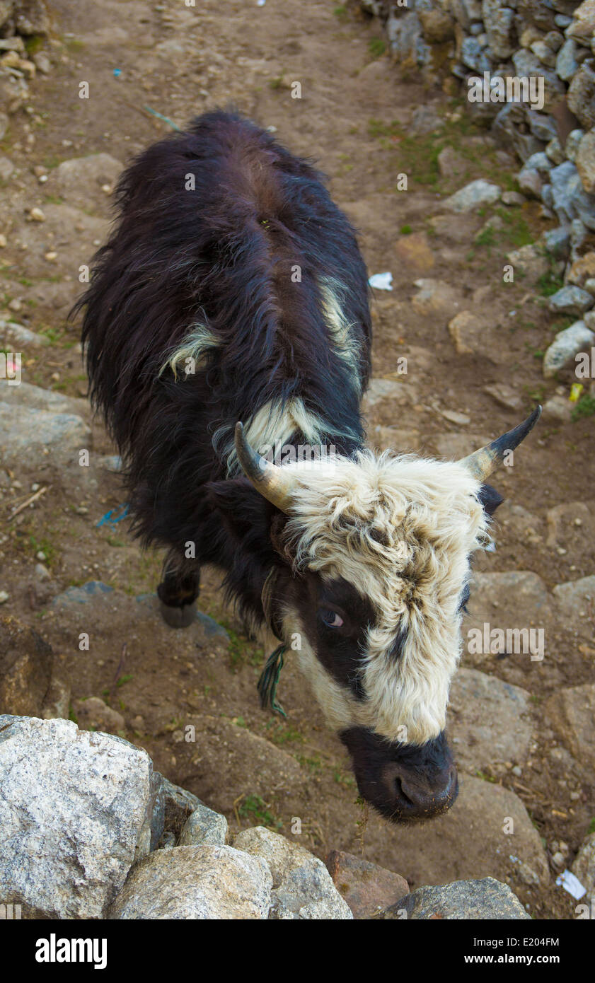 Le Népal un bébé yak dans le village de Khumjung, à distance, le Mt Everest Himalaya Banque D'Images
