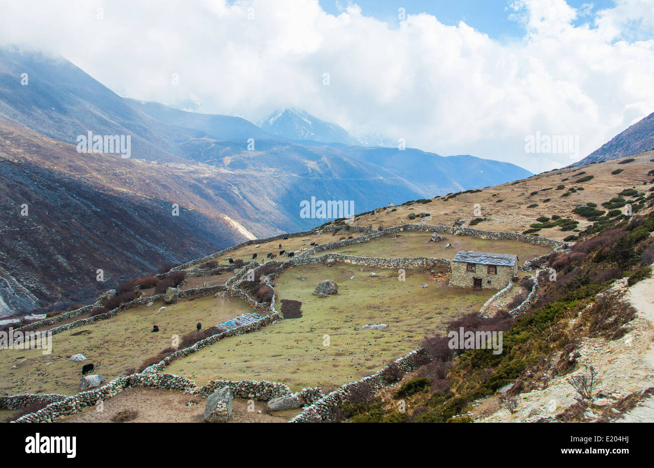 Le Népal un yak ferme près du village de Orsho remote, le Mt Everest, Himalas Banque D'Images