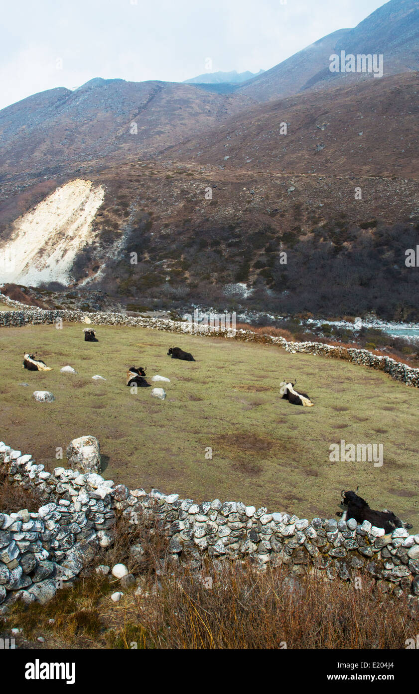 Le Népal. Les yacks se reposant dans un champ d'herbe, près du village de Orsho, Solukhumbu, éloignées, le Mt Everest, Himalaya Banque D'Images
